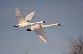 bird swans